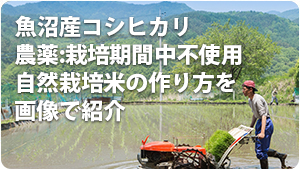 魚沼産コシヒカリ 農薬:栽培期間中不使用自然栽培米の作り方を画像で紹介 魚沼産コシヒカリ 農薬:栽培期間中不使用米 自然栽培米 農薬:栽培期間中不使用玄米 自然栽培玄米