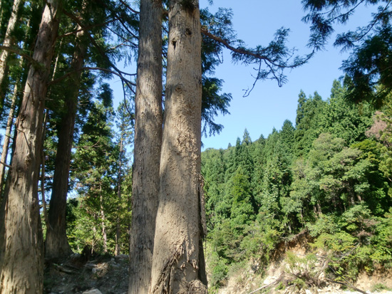 
 土石流が杉の木の中ほどの高さまであった後です。