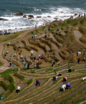 「白米の千枚田」は海岸沿いの斜面に１００４枚の小さな田が幾何学模様を描く＝石川県輪島市