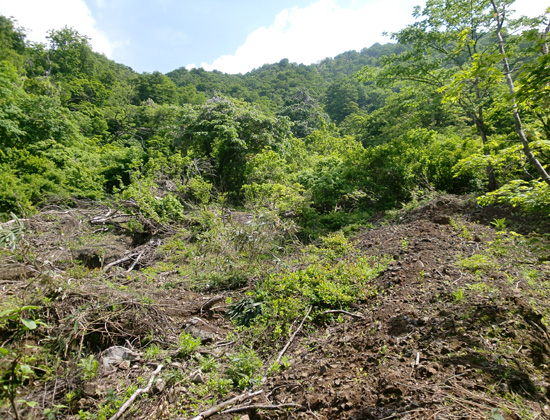 昨年の水害後、ニタ沢に入り驚きました。