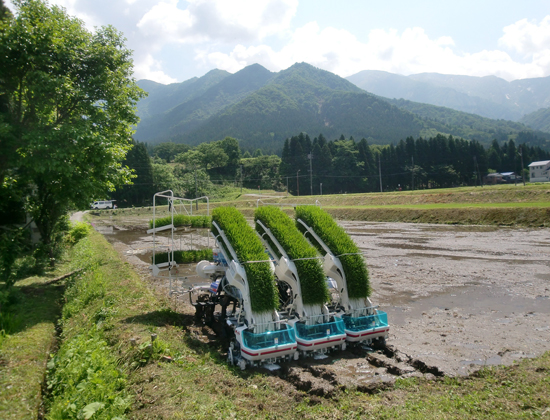 田植え