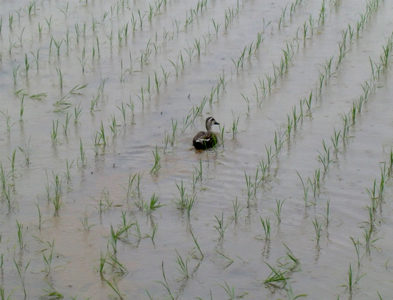 水田に鴨が来ました。