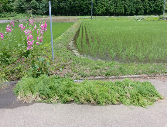 除草した「ヒエ」と『タチアオイ』