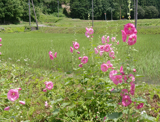 除草した「ヒエ」と『タチアオイ』