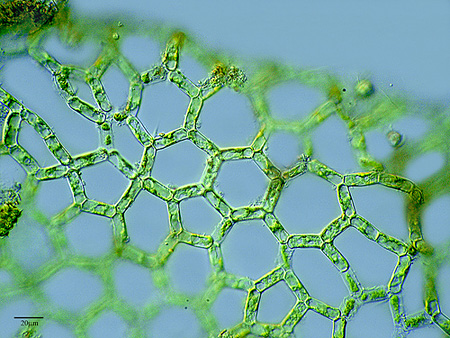 「オーランチオキトリウム」油の生産効率が10倍の藻が発見される-筑波大学