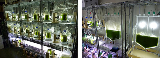 左：榎本藻の培養特性試験／右：種藻培養設備