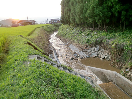 新潟・福島豪雨：深刻な農業被害　魚沼産コシヒカリも　／新潟