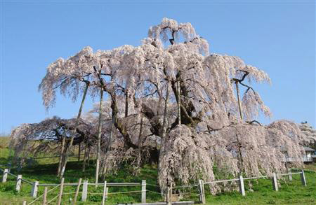 青梅信金、震災復興へ東北桜巡りプロジェクト？