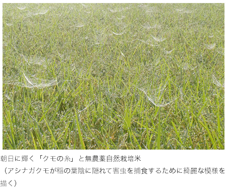 朝日に輝く「クモの糸」と農薬:栽培期間中不使用自然栽培米 